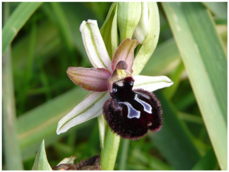 Ophrys sipontensis